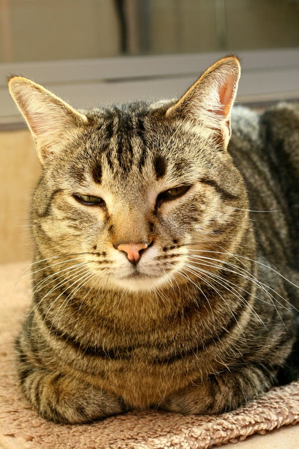 Sleepy Cat stock photo. Image of drowsy, animal, whiskers - 1136150