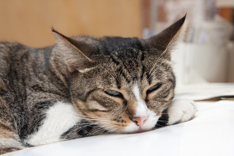 Sleepy cat stock image. Image of feline, portrait, look - 22171845