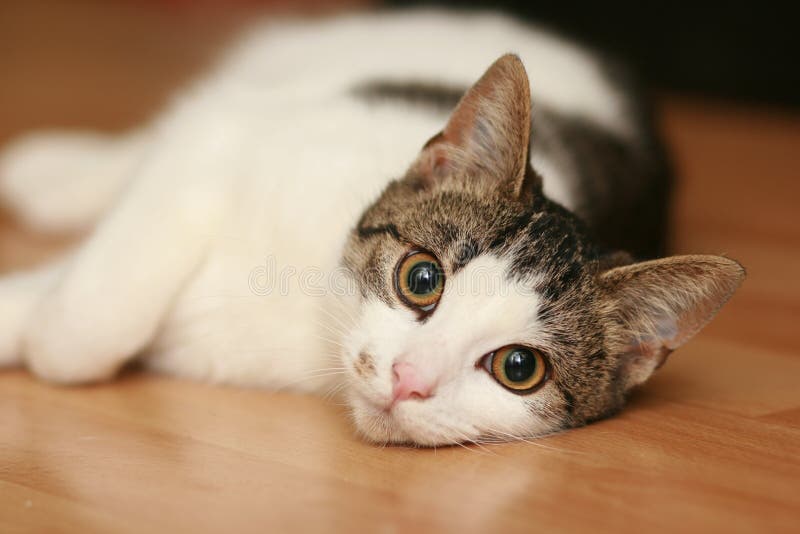 Sleepy Cat. royalty free stock photo