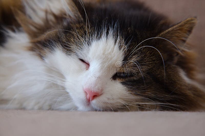 Cat laying on the couch. Cat laying on the couch