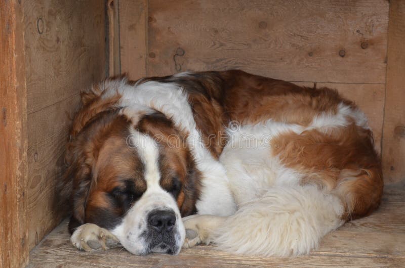 How Long Do Saint Bernards Sleep Per Day