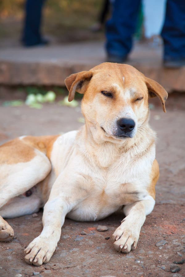 Sleepy Dog Stock Photo Image 51259123