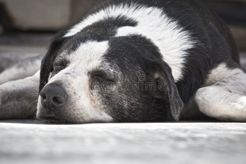 Scruffy Old dog stock image. Image of ears, sleepy, sleep 8585115