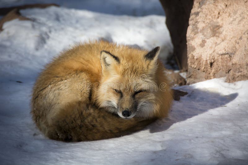 Sleepy fox