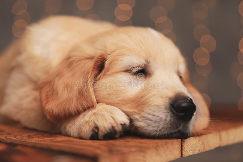 Sleepy Golden Retriever Baby Dog Laying Head on the Floor Stock Image -  Image of lights, adorable: 186087309