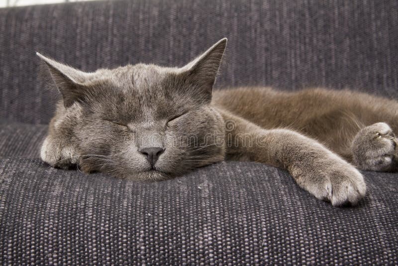 Sleepy gray cat