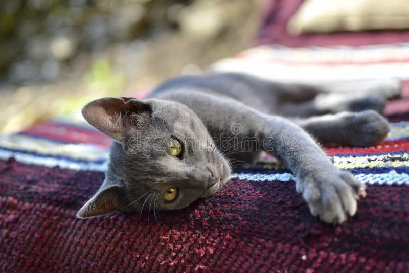 A sleepy young grey cat laying on bench covered with colorful rug on a sunny day outside in the garden. A sleepy young grey cat laying on bench covered with colorful rug on a sunny day outside in the garden.
