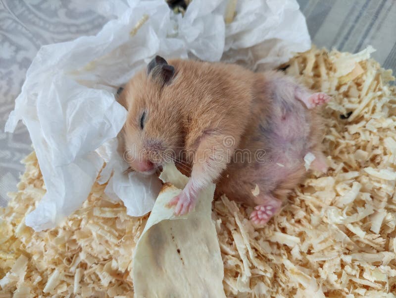 Sleepy Hamster Lie on Back and Eat with a Closed Eyes Stock Photo