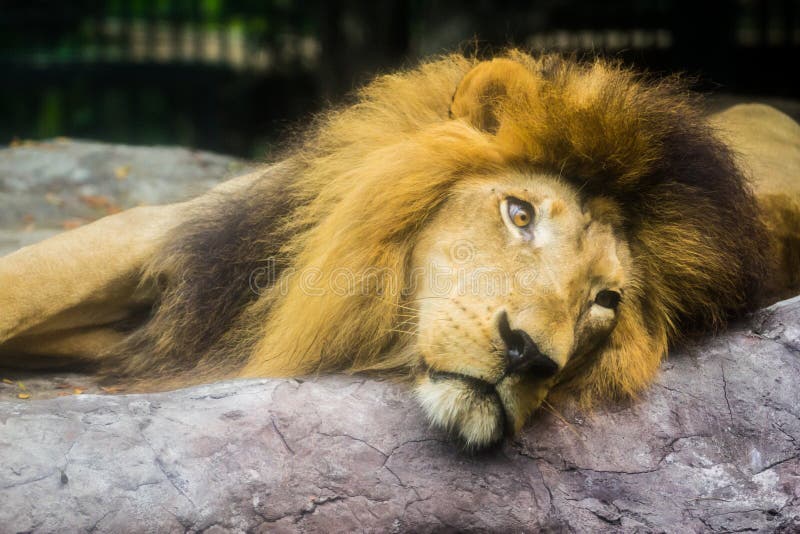 Sleepy lion stock image. Image of closeup, wildlife, background 35276985