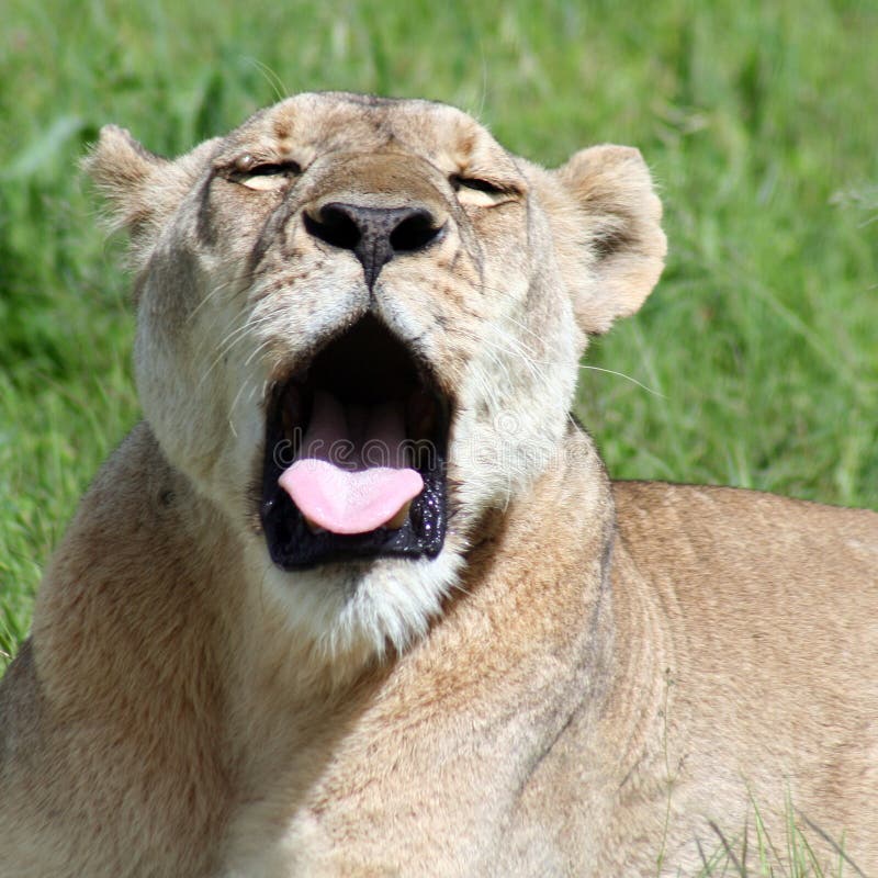 Sleepy lion yawning stock images Sleepy lion yawning stock images