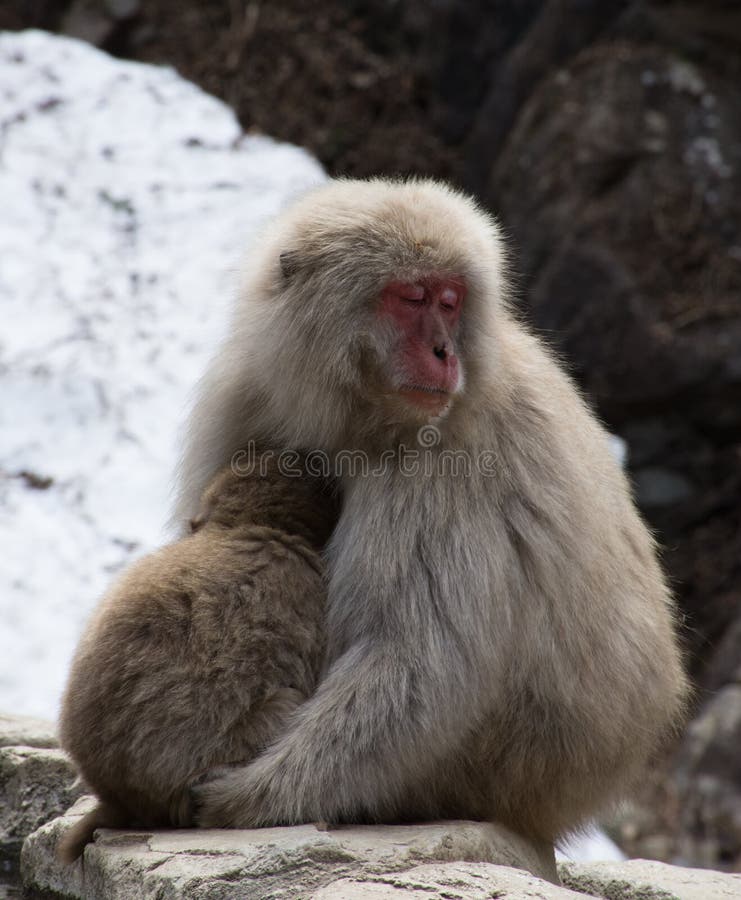 cutebaby monkies sleeping