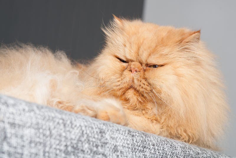 Persian Cat Sleepy Face in Dry Season, Indonesia Stock Image Image of
