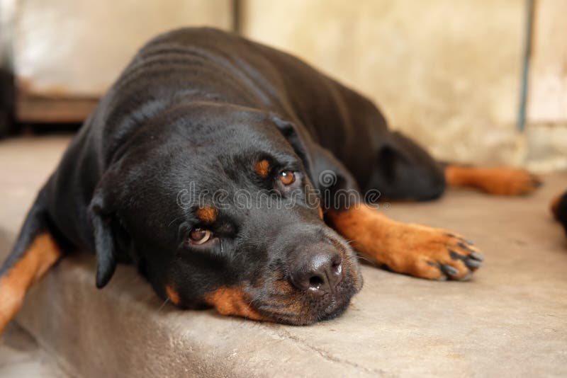 Sleepy Rottweiler Dog Lying on Floor Stock Image Image of animal