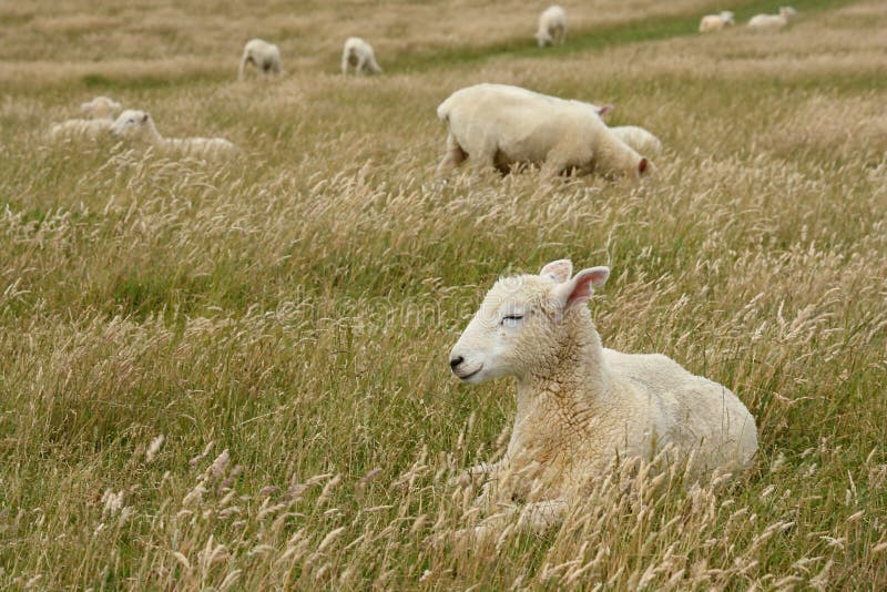 Sleepy Sheep stock photo. Image of wool, sheep, lazy - 53470326