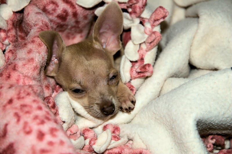 Sleepy small dog portrait