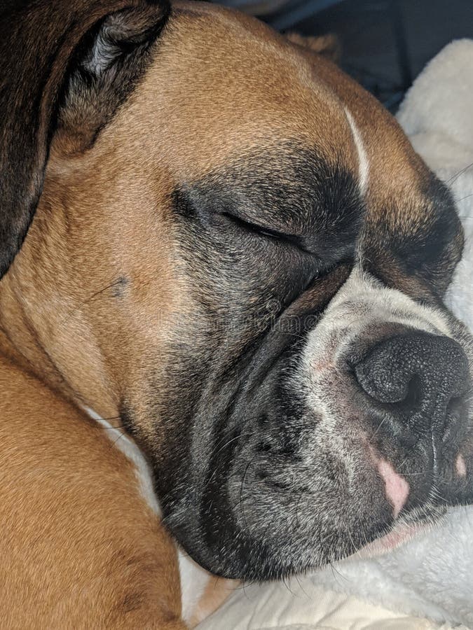 Sleepytime-Boxer stockfotografie Sleepytime-Boxer stockfotografie