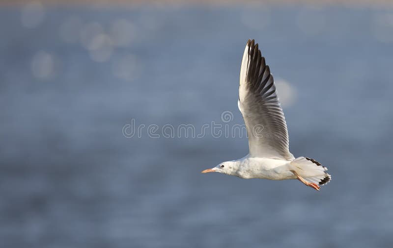 Slender-billed Gull in Flight (Larus genei)