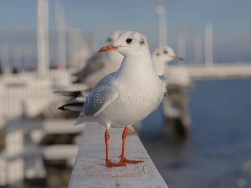 Slender-billed Gull sitting on pier of the Baltic Sea Sopot Poland