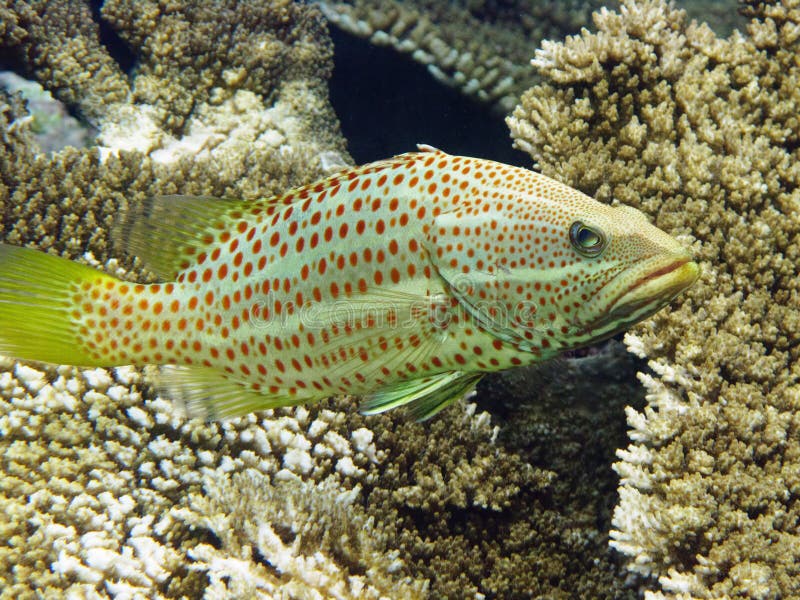 Slender grouper in Maldives