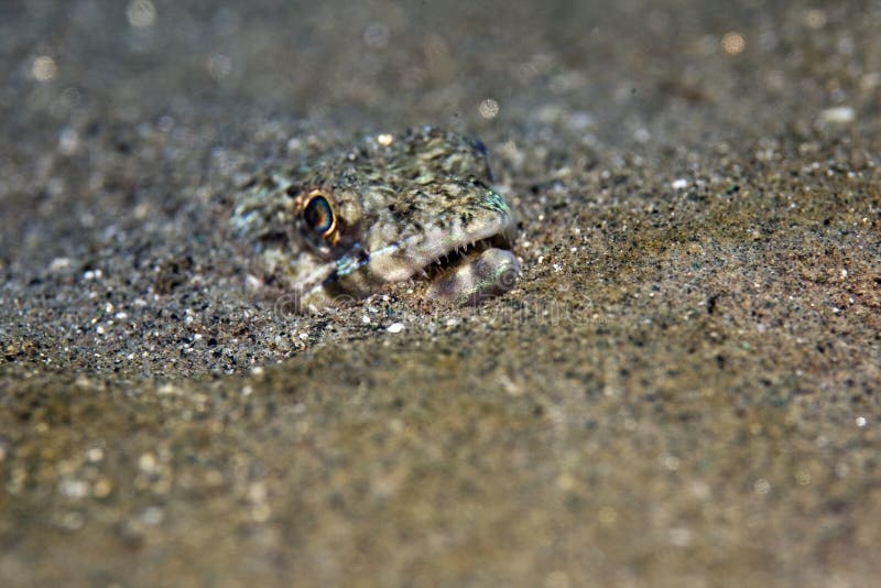 Slender lizardfish stock image. Image of colony, bluespotted 7494403