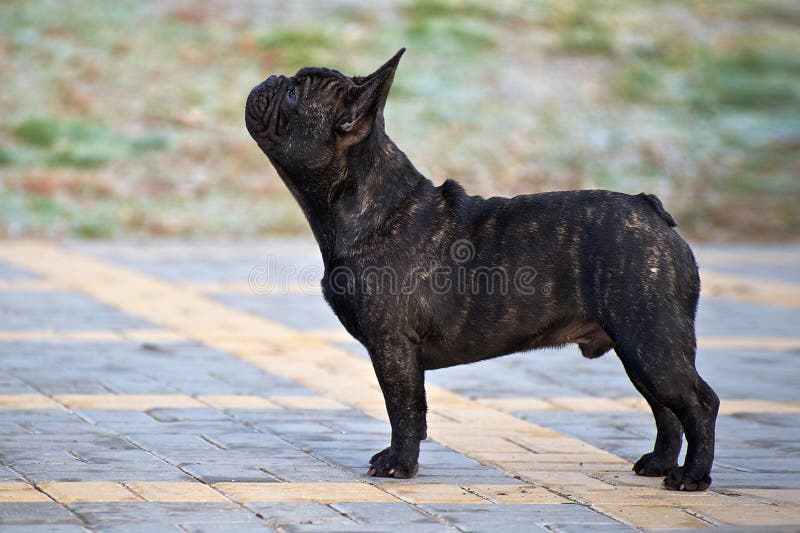 Purebred French Bulldog in the Park Stock Image - Image of slender ...