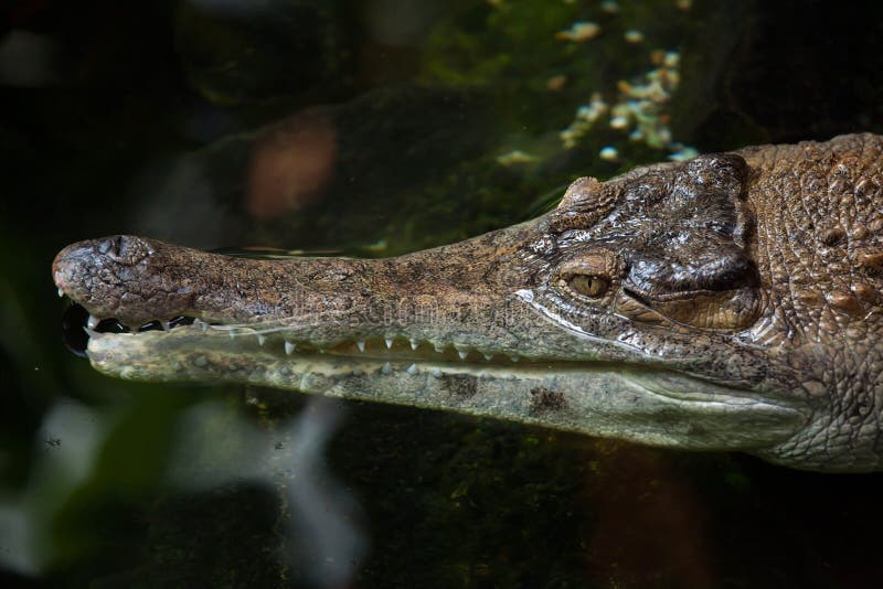 Slender-snouted crocodile (Mecistops cataphractus).