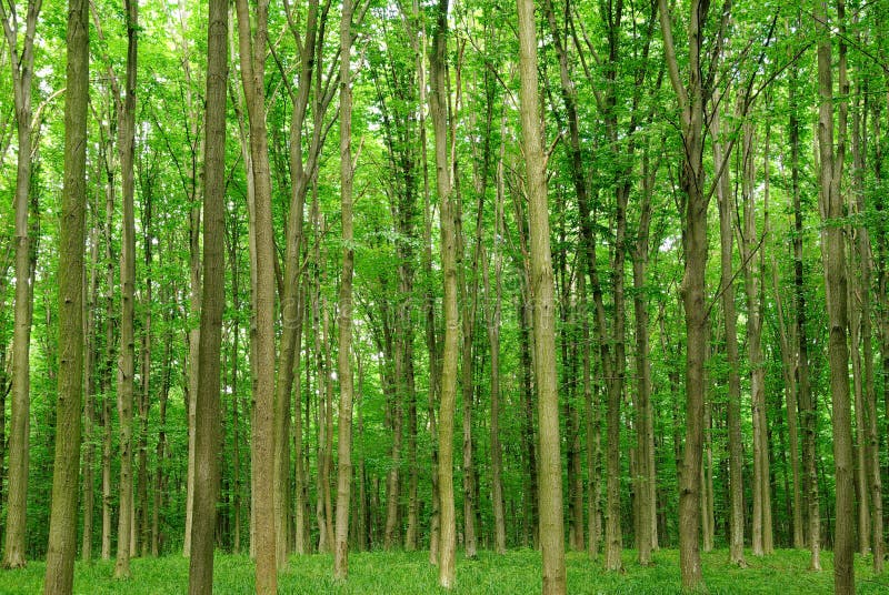 Slender trees in young forest green in summer.