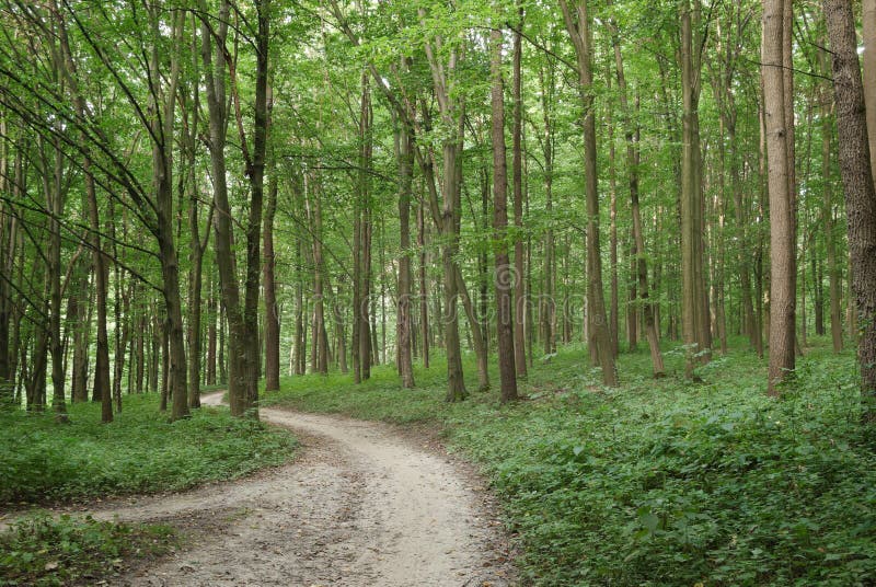 Slender Trees In Young Forest Green In Summer. Stock Image Image of beech, park 45093537