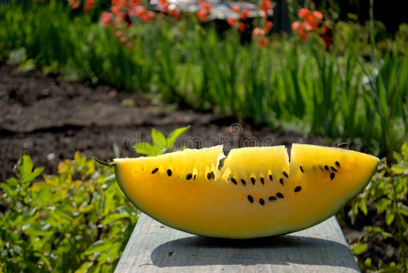 A slice of ripe yellow watermelon closeup lies on a wooden bench on a blurry background of a blooming garden. stock photo A slice of ripe yellow watermelon closeup lies on a wooden bench on a blurry background of a blooming garden. stock photo