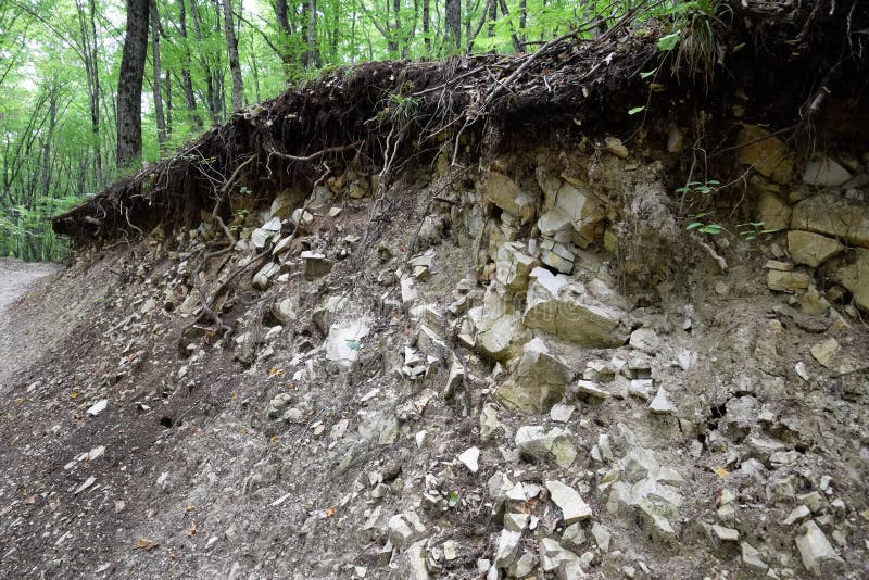 A Slice of Soil in a Mountain Forest. Plants on Rocks Stock Photo