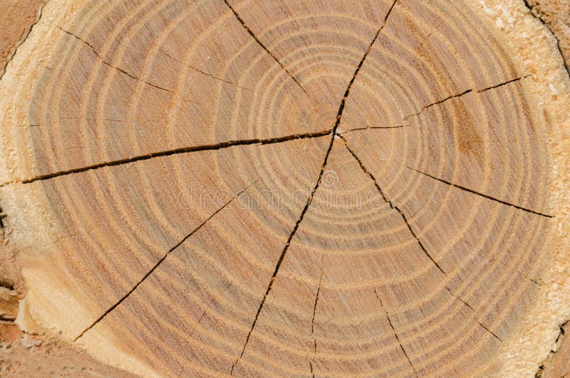 Slice of wood timber natural background