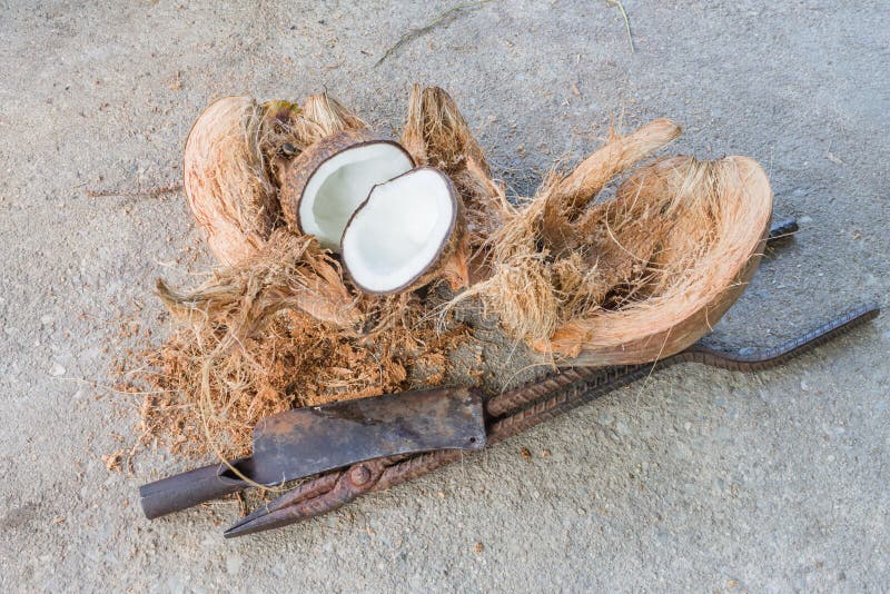 Sliced Coconut Husks Stock Photos Free & RoyaltyFree Stock Photos