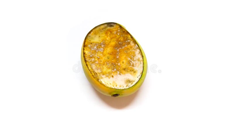Rotten Mango Fruit Isolated On A White Stock Photo, Picture and Royalty  Free Image. Image 28898519.