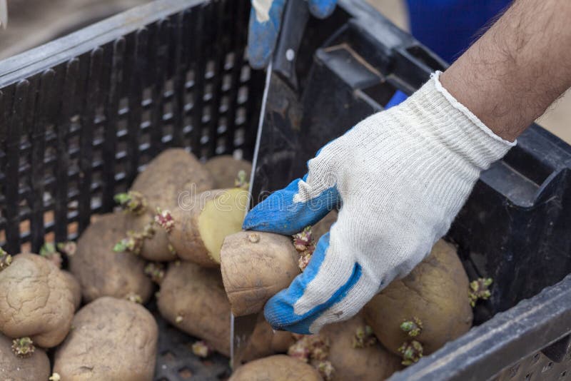 321 Potato Slicer Stock Photos - Free & Royalty-Free Stock Photos from  Dreamstime