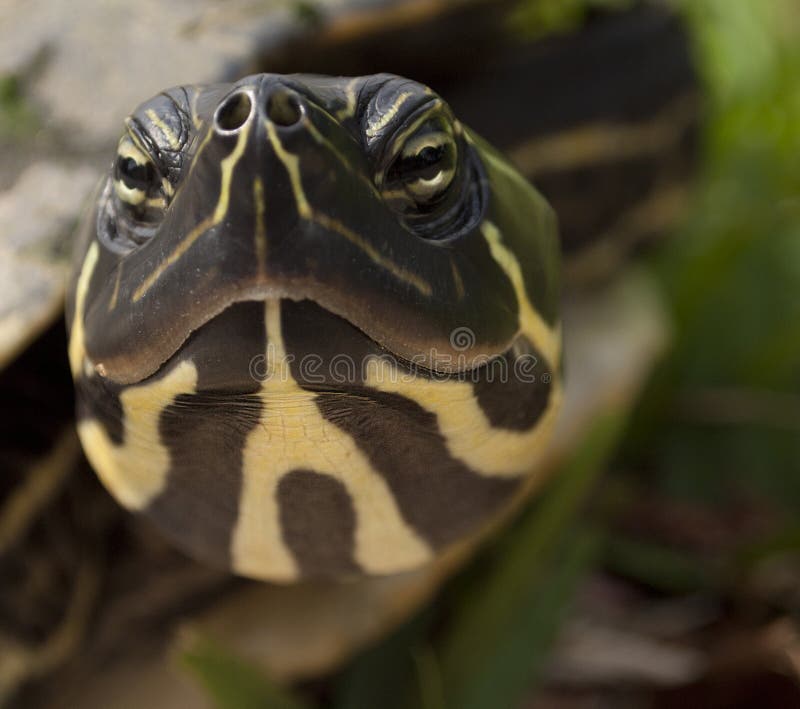 Slider turtle close up head front