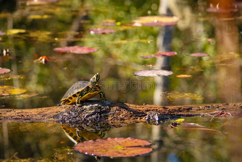 Slider Turtle sitting on a log in the swamp.