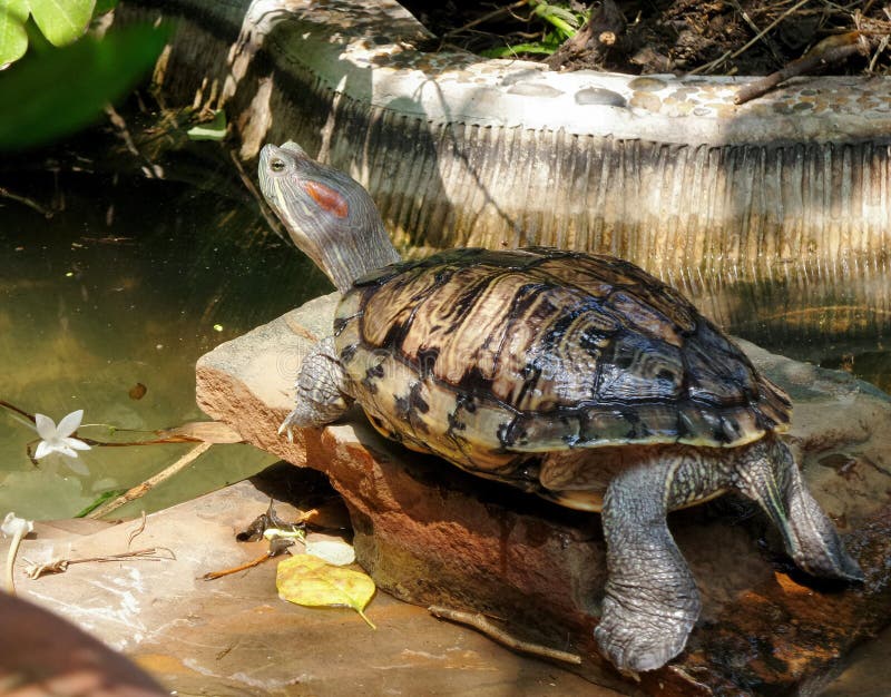 Red ear slider is the most common type of water turtle kept as pets. As with other turtles, tortoises, and box turtles, individuals that survive their first year or two can be expected to live generally around 30 years. Red ear slider is the most common type of water turtle kept as pets. As with other turtles, tortoises, and box turtles, individuals that survive their first year or two can be expected to live generally around 30 years.