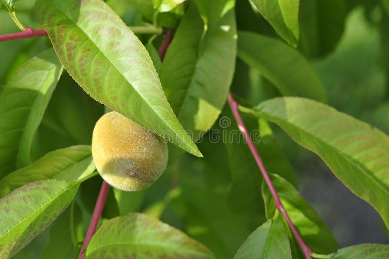 Slightly Unripe Peaches Ripen on a Tree in the Sun Stock Photo Image