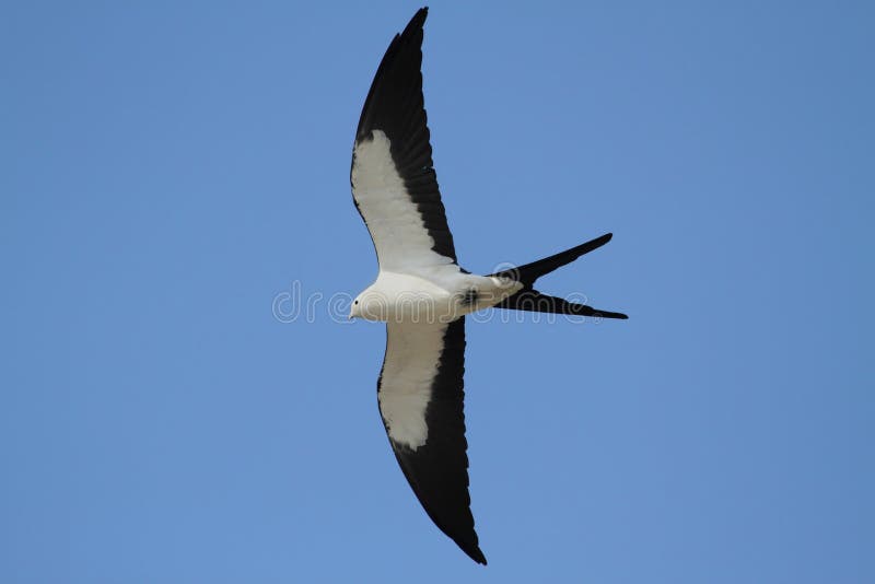 Swallow-tailed Kite (Elanoides forficatus) in flight hunting in the Florida Everglades. Swallow-tailed Kite (Elanoides forficatus) in flight hunting in the Florida Everglades