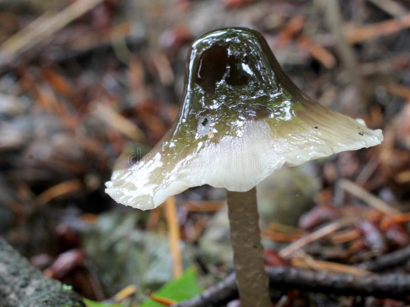 Slimycapped Mushroom stock image. Image of pacific, fungus 57743691