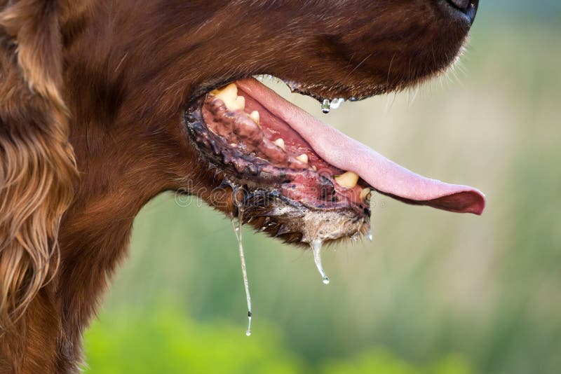 Drooling dog