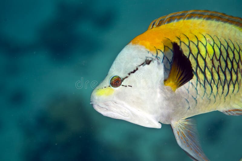 Slingjaw wrasse (epibulus insidiator)