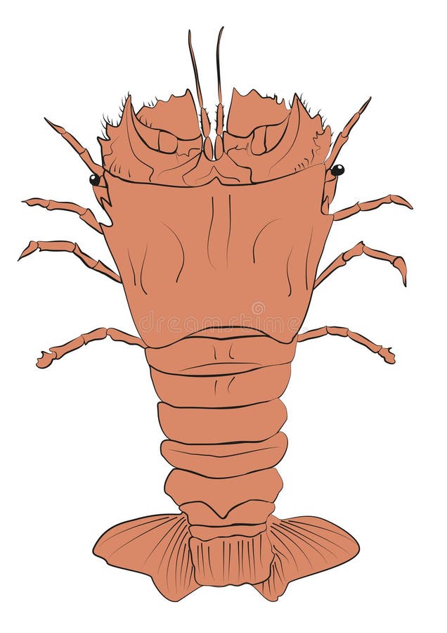 Slipper Lobster Illustration - Illustration of spiny, trawling: 86130725