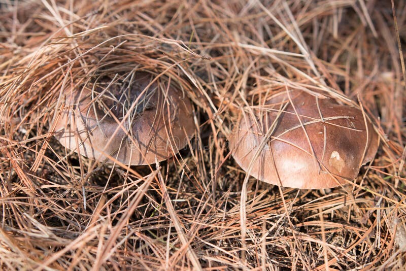 Slippery Jack Mushrooms Covered Dry Pine Needles Stock Photos Free