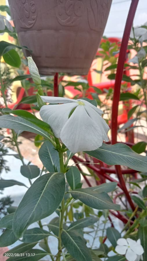 Annual small shrub, native to [Madagascar]]. Grows well from the lowlands to an altitude of 800 meters above sea level. This plant likes open places, but does not rule out the possibility that it can grow in a somewhat protected place as well. Habitus shrubs grow sideways, plant height can reach 0.2-1 meters. The leaves are oval, green in color, arranged pinnately. The leaves are about 2-6 cm long, 1-3 cm wide, and the petioles are very short. The stems and leaves contain white latex. The flowers are axial (emerging from the leaf axils). Small flower petals, spike-shaped. The flower crown is trumpet-shaped, wide at the tip, white, blue, pink or purple depending on the cultivar. The fruit is gilig (cylindrical), pointed tip, hairy, about 1.5 - 2.5 cm long, and has many seeds. Annual small shrub, native to [Madagascar]]. Grows well from the lowlands to an altitude of 800 meters above sea level. This plant likes open places, but does not rule out the possibility that it can grow in a somewhat protected place as well. Habitus shrubs grow sideways, plant height can reach 0.2-1 meters. The leaves are oval, green in color, arranged pinnately. The leaves are about 2-6 cm long, 1-3 cm wide, and the petioles are very short. The stems and leaves contain white latex. The flowers are axial (emerging from the leaf axils). Small flower petals, spike-shaped. The flower crown is trumpet-shaped, wide at the tip, white, blue, pink or purple depending on the cultivar. The fruit is gilig (cylindrical), pointed tip, hairy, about 1.5 - 2.5 cm long, and has many seeds.