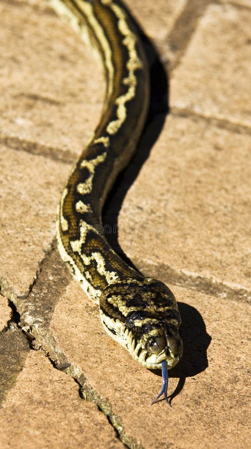 Slithering snake stock photo Image of snake slithers 22119644 Slithering snake stock photo Image of snake slithers 22119644