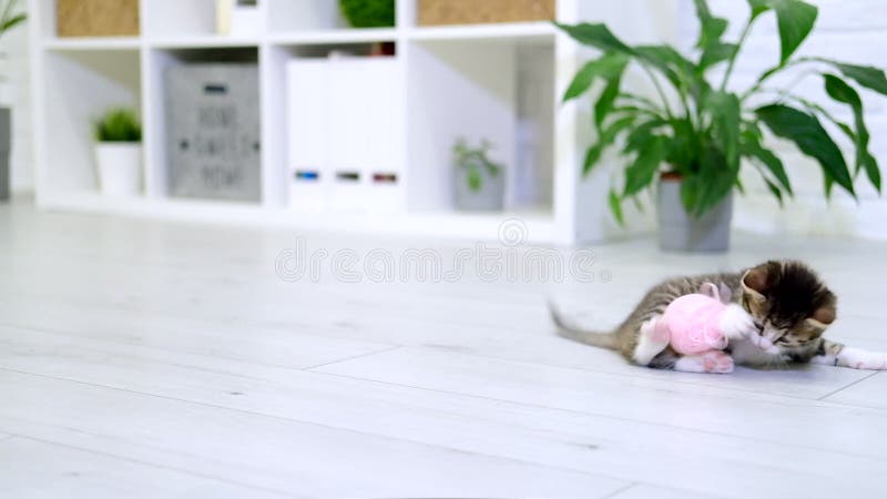 Slitna kattunge leker med rosa kvistspinnar av tråd i modernt invändigt hem. Söta katt som hoppar och gör roligt lager videofilmer