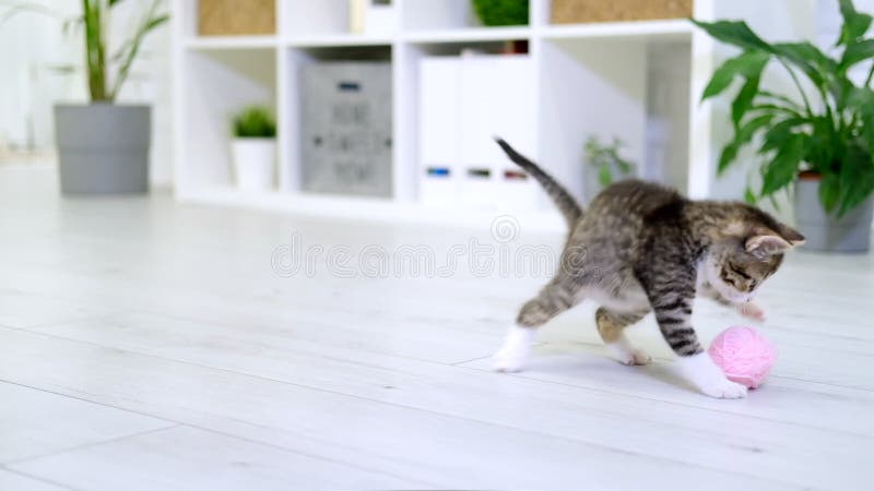 Slitna kattunge leker med rosa kvistspinnar av tråd i modernt invändigt hem. Söta katt som hoppar och gör roligt arkivfilmer