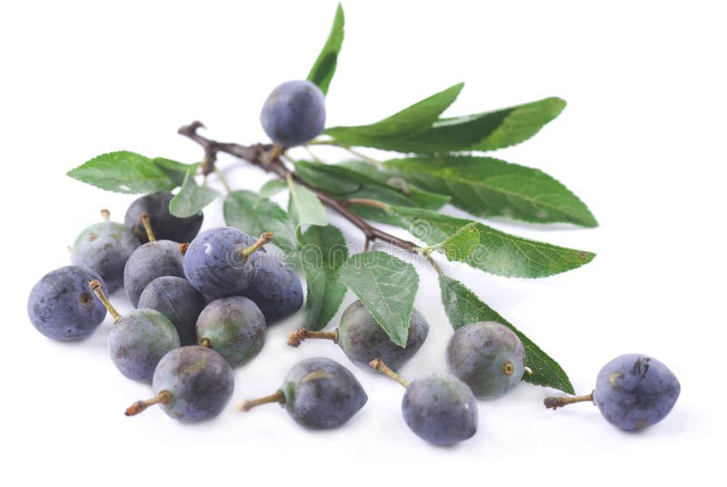 download sloe thorn download sloe thorn