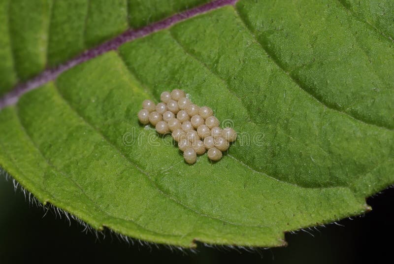 Sloe Bug eggs on the leaf